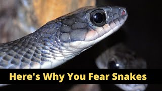 Are You Afraid of Snakes? Here's Why Humans Fear Snakes