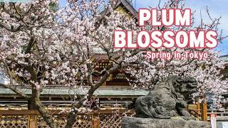 This Tokyo Shrine is Incredible Right Now | Plum Blossoms