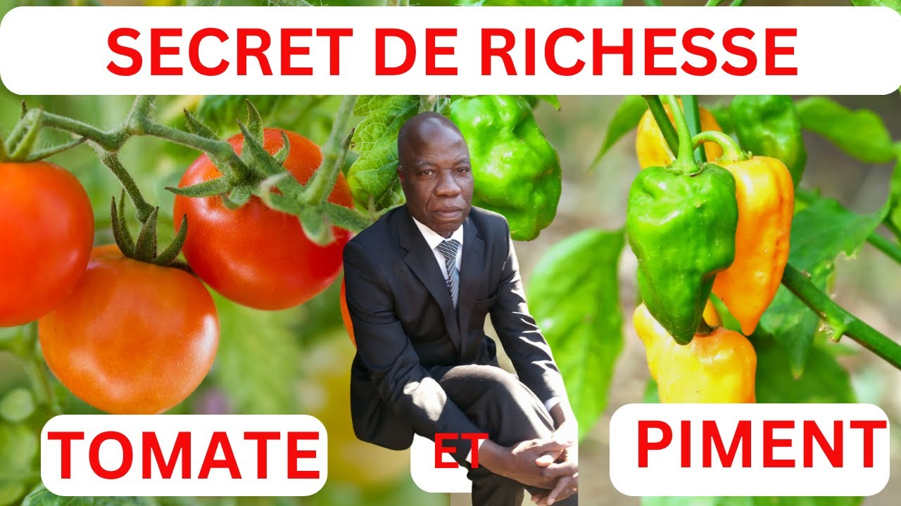 Tomate et piment = richesse rapide sur un hectare(combinaison gagnante)
