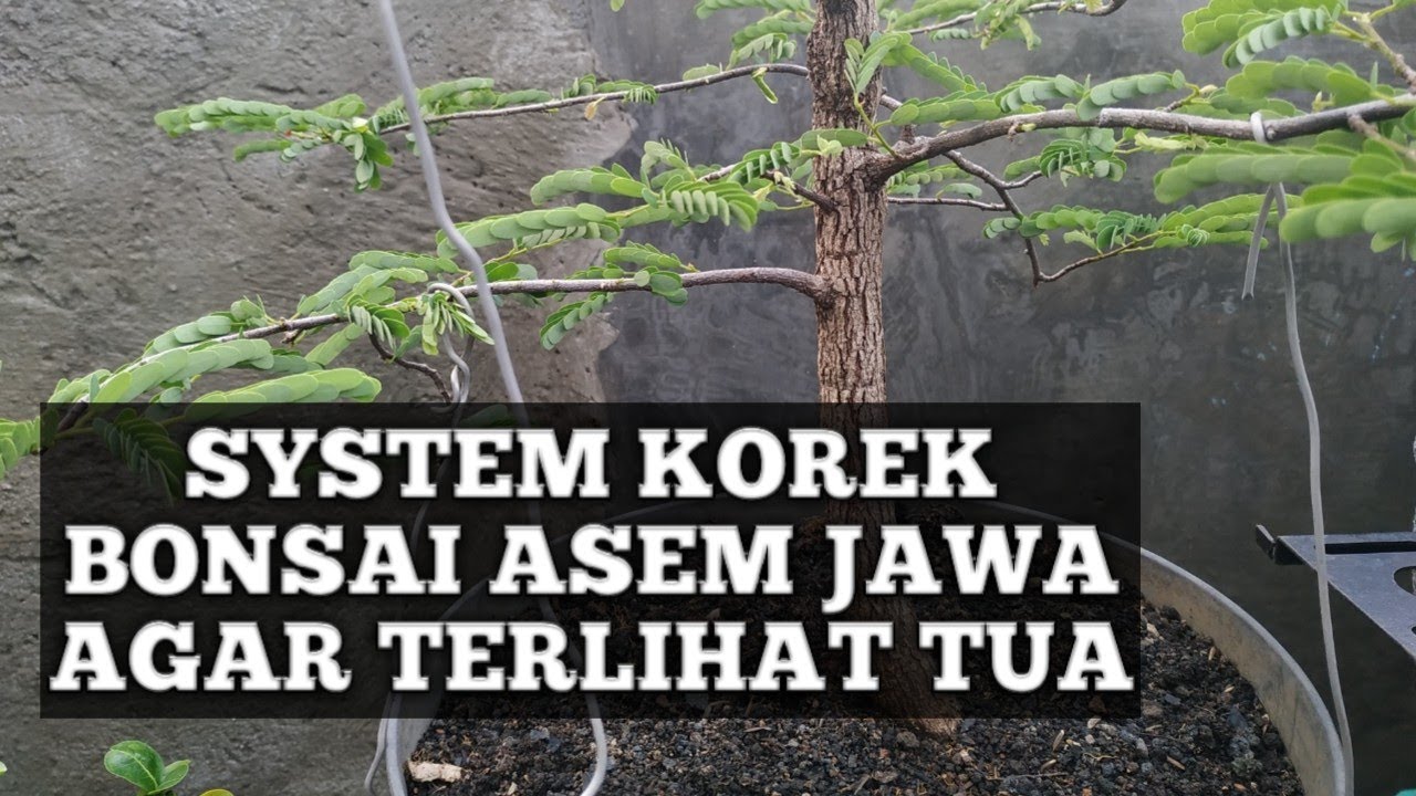 Cara Membuat Batang Bonsai Asem Jawa Lebih Terlihat Tua Tamarindus