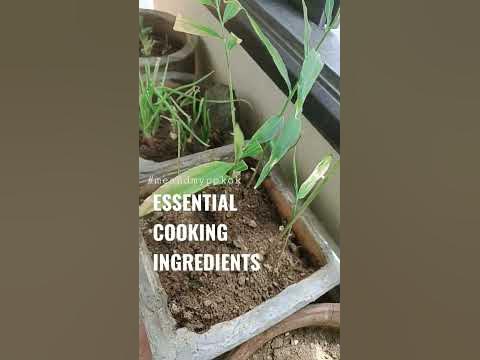 ESSENTIAL COOKING INGREDIENTS #shorts #vlog #ginger #tumeric #chives #