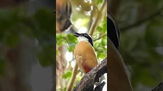 Suara Pitta India | Bunyi Pitta India