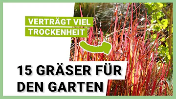 Welche Gräser gibt es für den Garten?