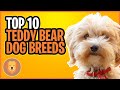 10 TEDDY BEAR DOG BREEDS - TOP