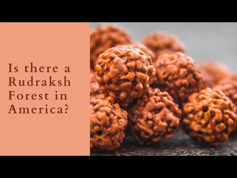 Where is the Rudraksha Forest in America? #rudraksha #rudrakshabeads