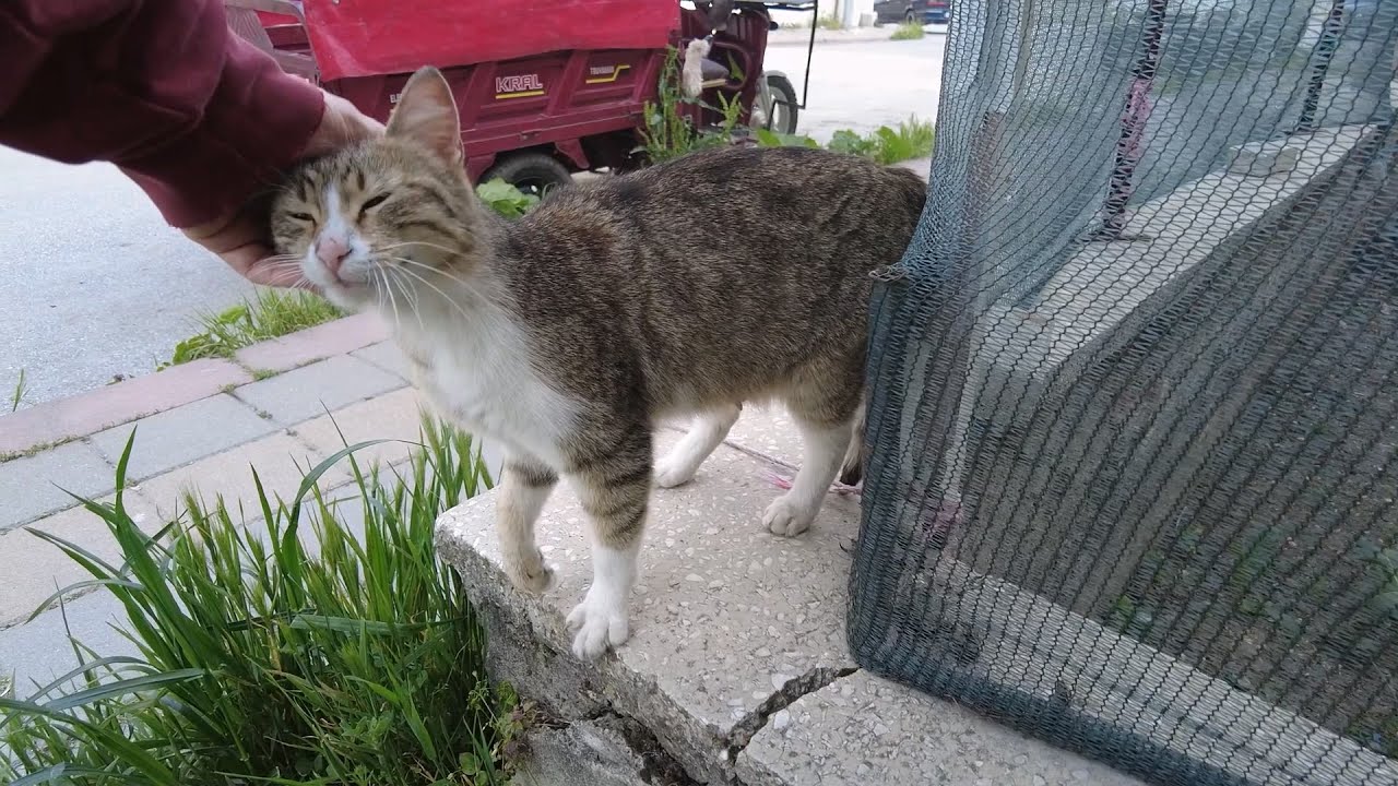 Stray Cat Moves Paws When I Pet Her YouTube