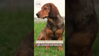 Alpine Dachsbrache: Cold Nose Hound