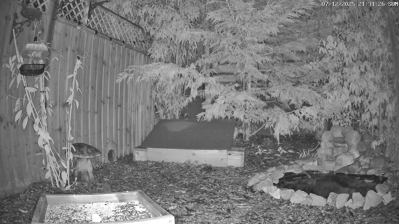 🔴  Live 4K Wildlife Garden & Feeders Cam Birds & Hedgehogs | Autumn / Winter Cornwall