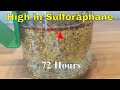 Growing Broccoli Sprouts At Home (sulforaphane)