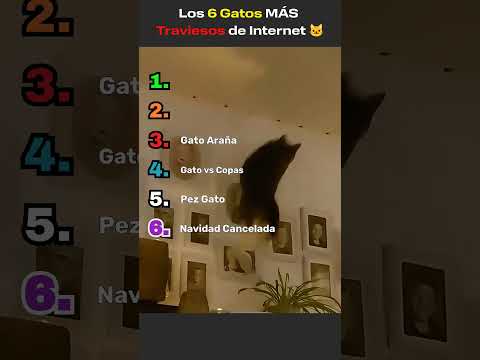 Los 6 gatos MAS traviesos de Internet #shortsfunny  #shorts  #VideosVirales #gatos