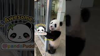 Sunset Waiting Panda Patiently Waits For Its Keeper