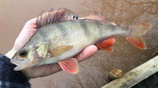 Coarse Fishing in winter - Perch Fishing - Spires Lakes Devon