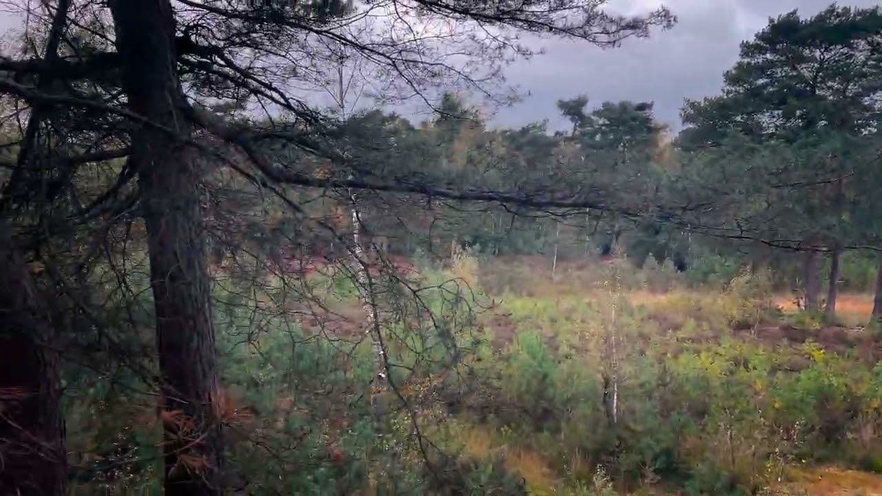 Windy and Grey Nature Walk - Iphone on Gimbal - (4K 60fps)