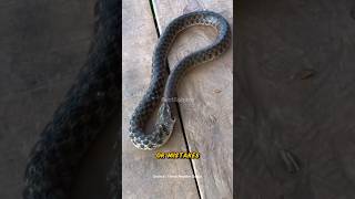 This Snake Tried to Eat Itself… Here’s Why!