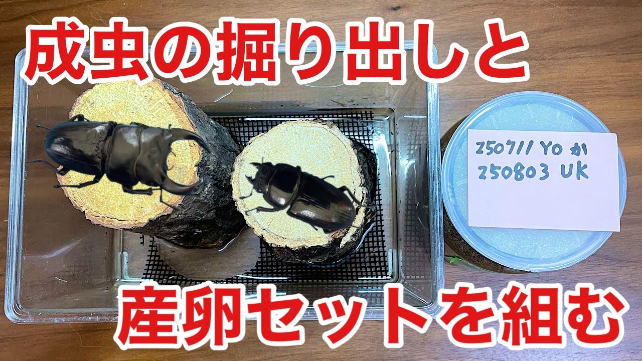 掘出して産卵させる【オオクワガタ】命は巡る