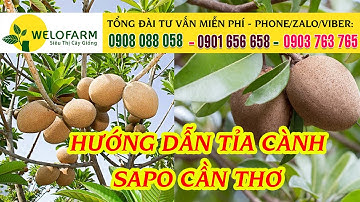 Cách tỉa cành Sapo - Hướng dẫn chăm sóc cây Sapo để đều tàn, phát triển| BÓN PHÂN SIÊU DƯỠNG CÂY