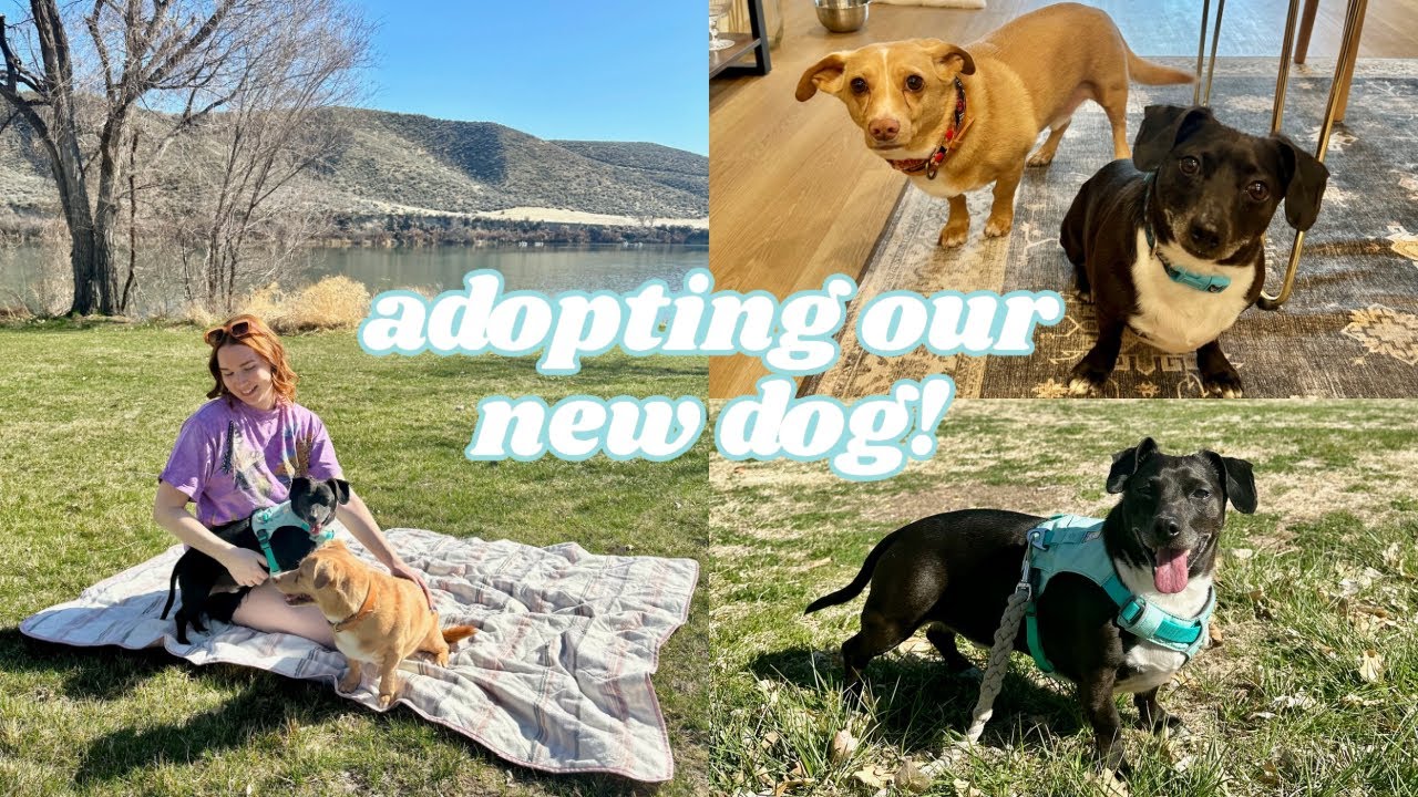 WE ADOPTED A NEW DOG!!! | VLOG - YouTube