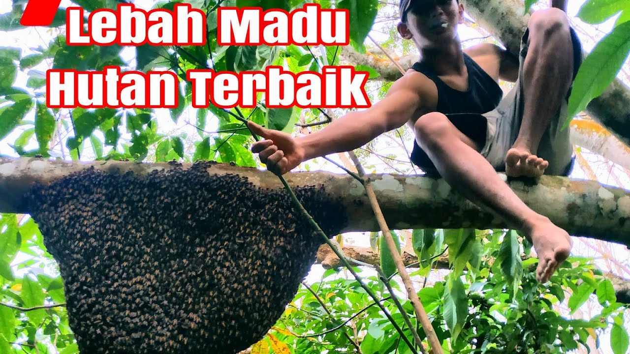 Mengenal Jenis Lebah Madu Hutan//Lebah Madu Hutan Terbaik