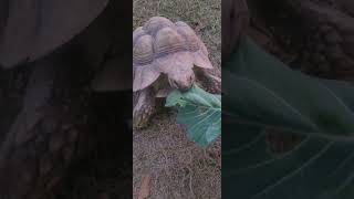 #sulcatatortoise #tortoise #turtle #reptiles #animalshorts #animals #pettuber #nature