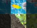 Sink or Float | Kids Learn at the Pool | Bug Insect Names: Dragonfly Fly Ant Millipede Cicada