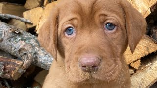 Two STUNNNG fox red Labrador retriever male puppies at 6 week old by Wild Country Ranch 2,402 views 5 months ago 1 minute, 28 seconds