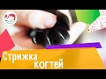 6 советов для стрижки кошачьих когтей