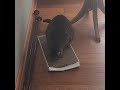 cat pretends that she uses scratch pad and didn't just scratch the couch #cat #catvideos