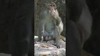 Adorable Baby Monkey videos &amp; Lovely My Monkey-