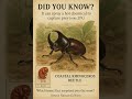 #CoastalBeetle #Beetle #Insects #Nature #Wildlife #Viral #Trending #Explore #BugLife #Entomology