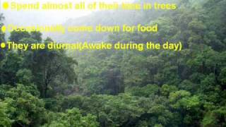 The White faced Saki Monkey Geography project made by James Bolton