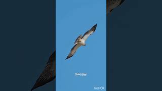 Introduction of booted eagle #forex #jungelbook #indianforests #wildlifephotography #wildlife