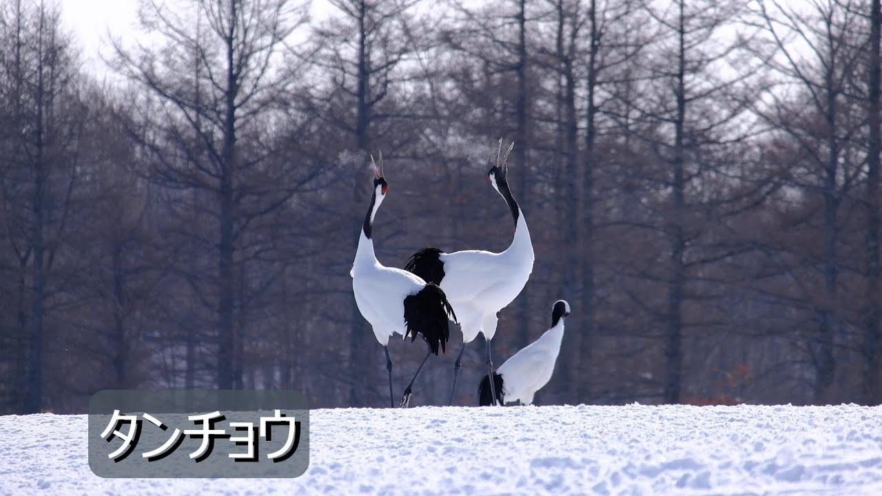 タンチョウ鶴
