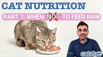 When Not To Feed Your Cat Raw Food: Vet Explains Risky Scenarios