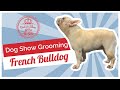 Dog Show Grooming: How To Groom a French Bulldog