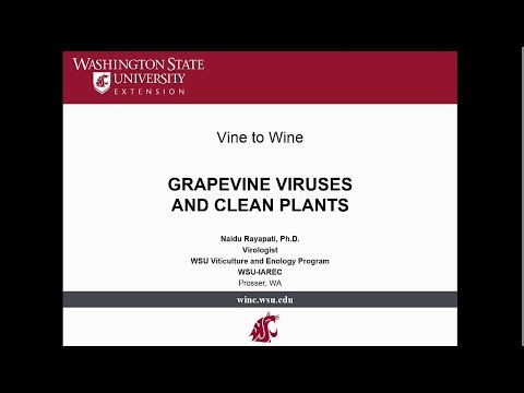 Video: Vein Clearing-symptomen - Hoe druiven te behandelen met aderopruimingsvirus