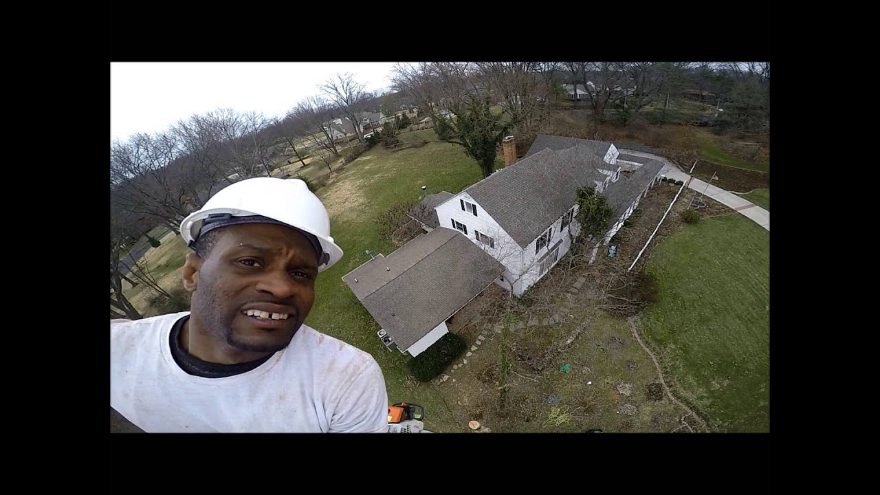 Removing dead oak tree - YouTube