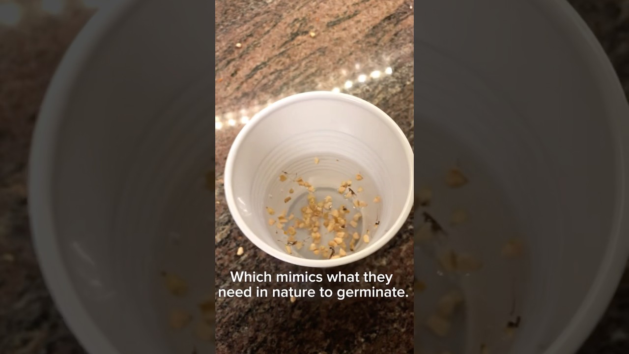 Growing rose bushes from seed🤔#roses #gardening