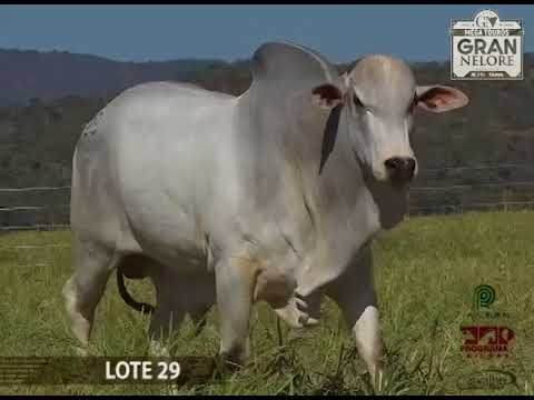 LOTE 29