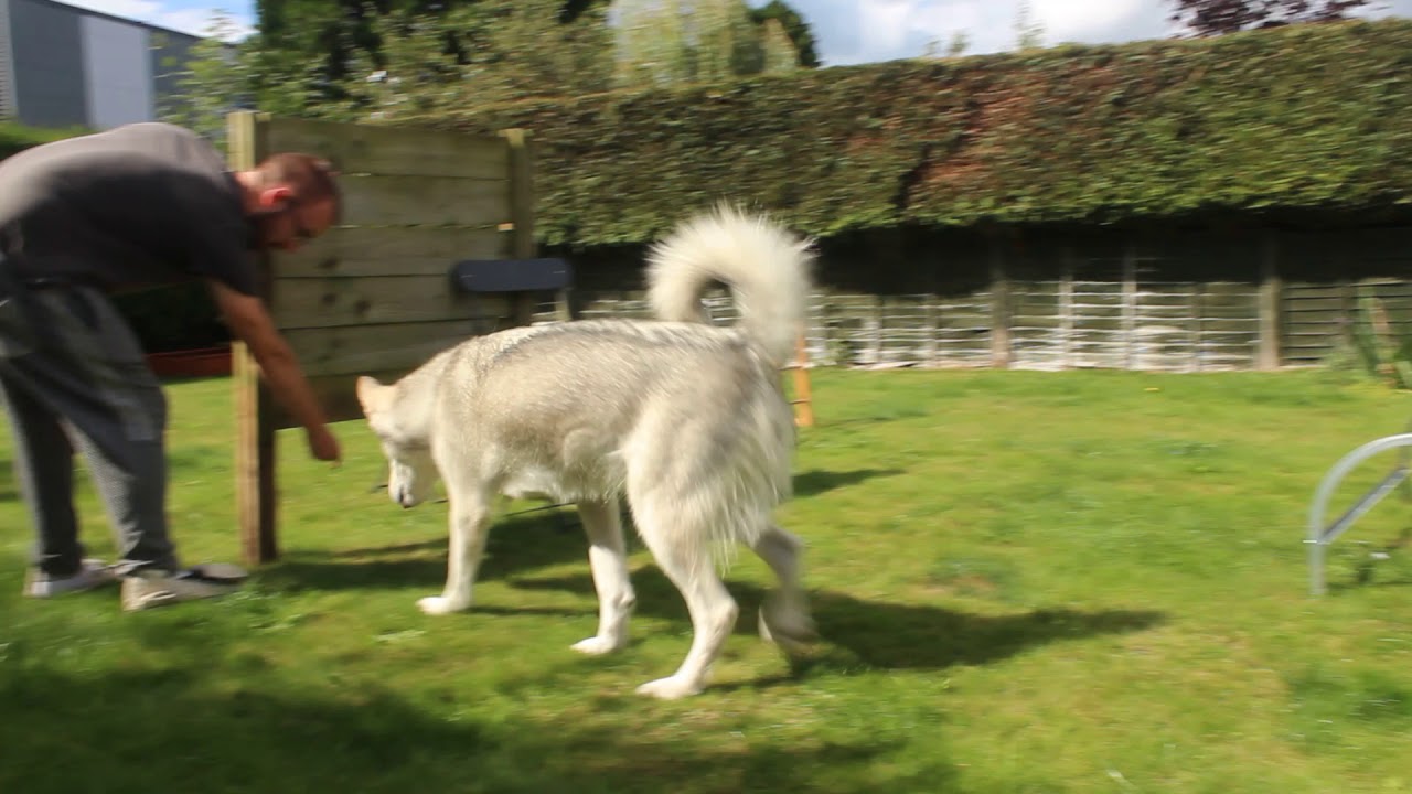 Siku the Alaskan Malamute tries an agility course camera iphone 8 plus apk
