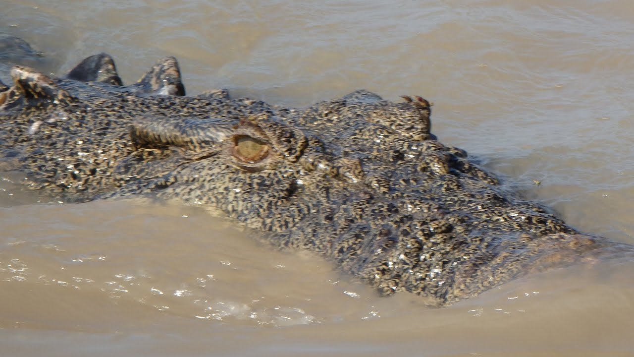 Spectactuar Jumping Crocs at the Adelaide River in Darwin