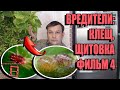 ВРЕДИТЕЛИ (ПАУТИННЫЙ КЛЕЩ, ЩИТОВКА). ВСЕ О ВЫРАЩИВАНИИ ЛИМОНА, МАНДАРИНА В ДОМАШНИХ УСЛОВИЯХ ФИЛЬМ 4