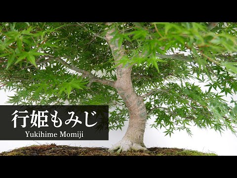 北盆/商品紹介】五蓉園 ｜ 行姫 もみじ のご紹介 - YouTube
