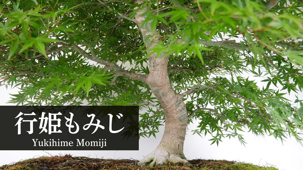 北盆/商品紹介】五蓉園 ｜ 行姫 もみじ のご紹介 - YouTube
