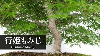 もみじ（行姫） mqdefault.jpg