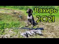 Открытие осенней охоты 2021 Охота на Вяхиря