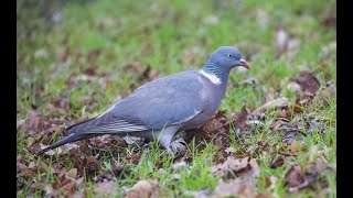 Kanadı Kırık Güvercin, Baharı Beklerken, Bahaddin Yazıcı