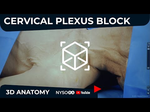 Image of CERVICAL PLEXUS BLOCK - NYSORA’s 3D Anatomy video