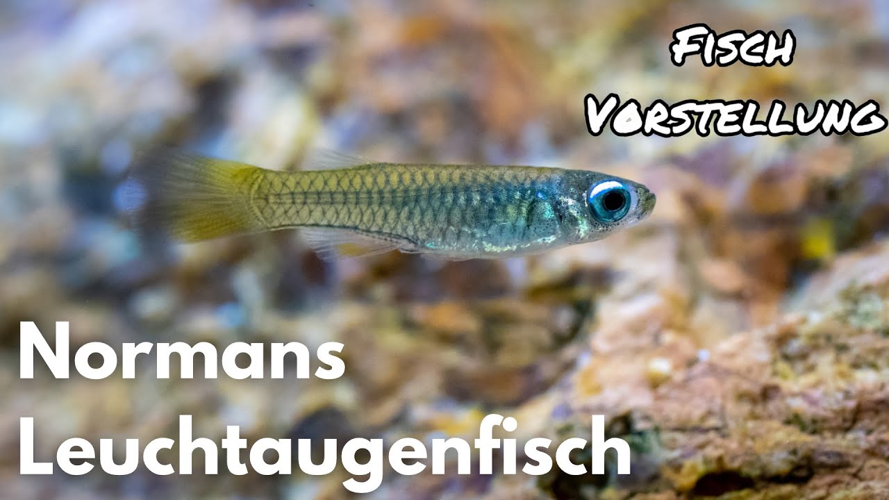 Normans Leuchtaugenfisch - Poropanchax normani | Liquid Nature Fisch Vorstellung
