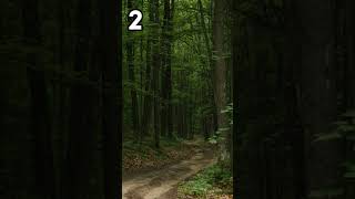 Hangi Yolda Yürümek İstersin