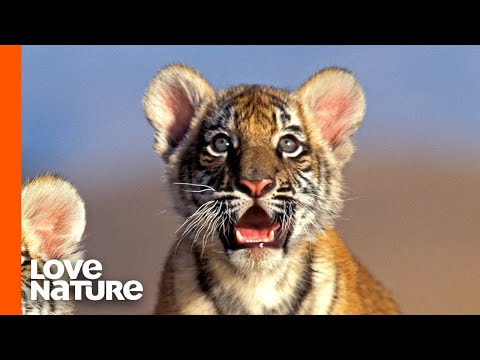 3 Big Cats That Are Going Extinct